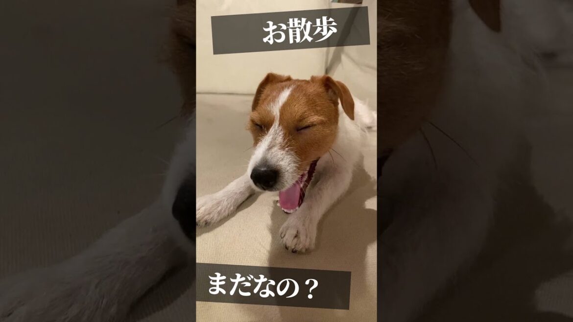 【散歩まだ？】ジャックラッセルテリアの女の子マーレ　子犬 Jack Russell Terrier #shorts
