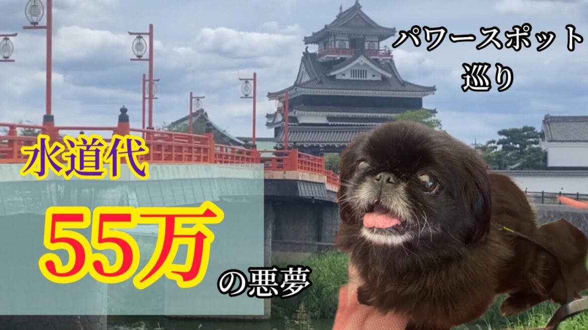 【衝撃の水道代５５万】ペキニーズはなちゃんと厄を洗い流そう＆パワースポット巡り #pekingese #dog  #peki  #いぬ  #犬のいる暮らし #保護犬  #いぬすたぐらむ