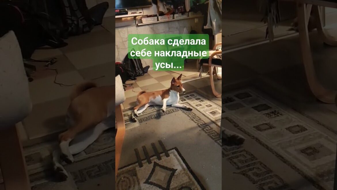 Собака и накладные усы. Немецкий марш в голове #приколы #собака #юмор #питомцы #басенджи #тикток