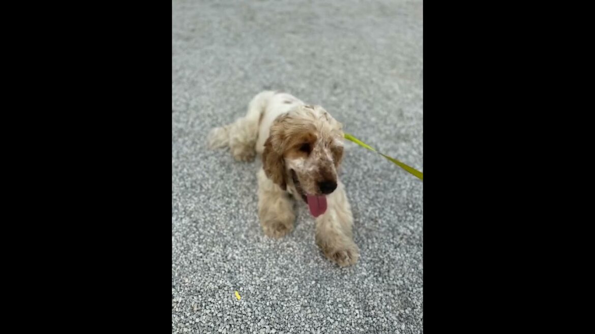 THE SINGING DOG IN PULA, CROATIA