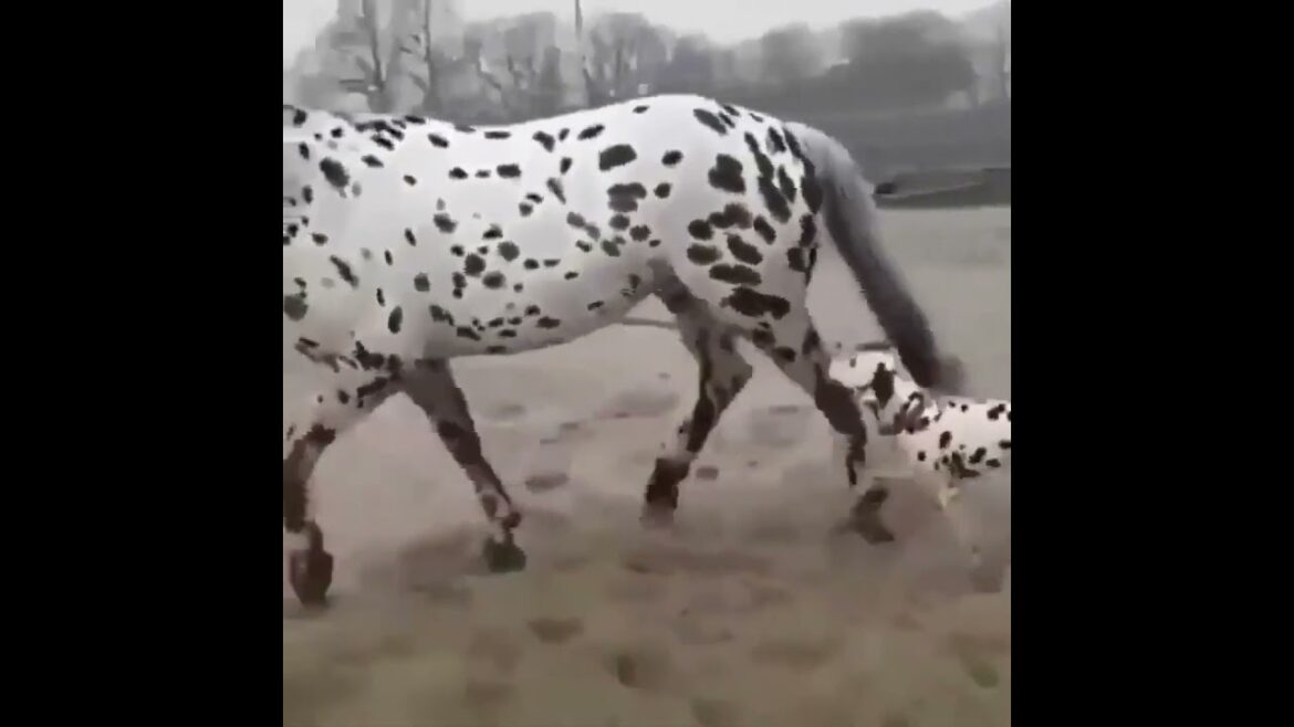 fun dog and similar cute friends. #cute #amazing #funny #dog #house #trending #best #shorts #video fun dog and similar cute friends. #cute #amazing #funny #dog #house #trending #best #shorts #video