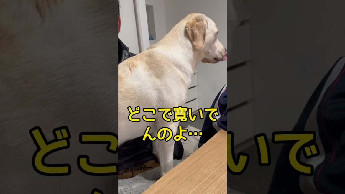 くつろぐ場所が独特なラブラドールレトリバー #shorts #shortvideo #animals