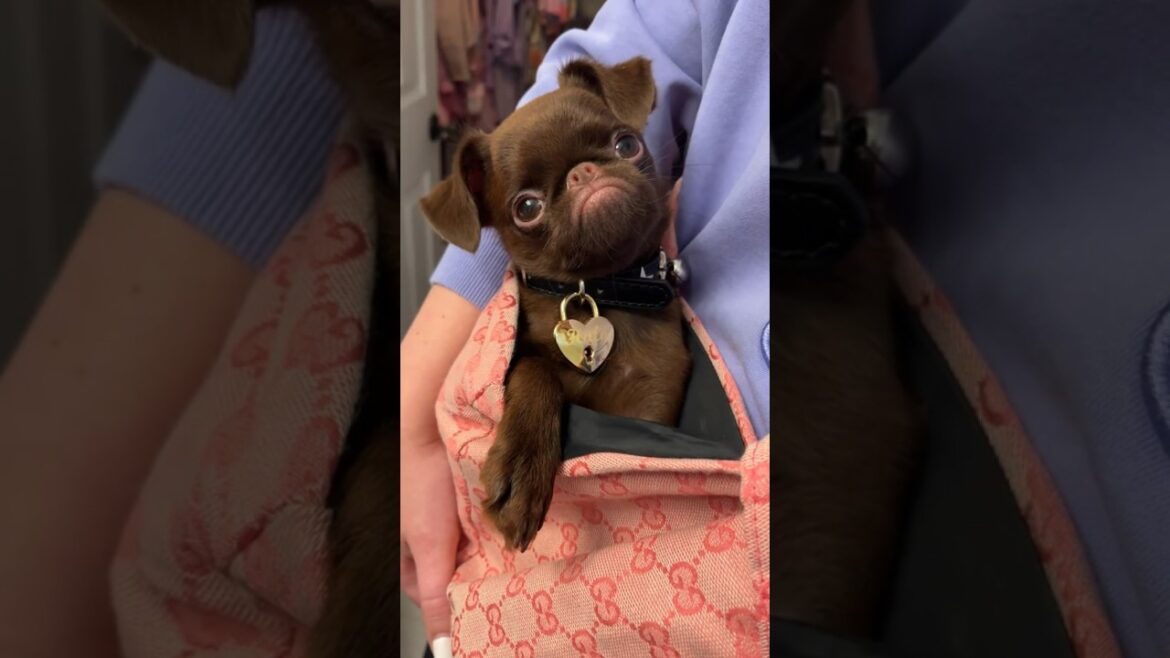 Meet our New Brussels Griffon Puppy! 🐶 #brusselsgriffon #puppy #cute