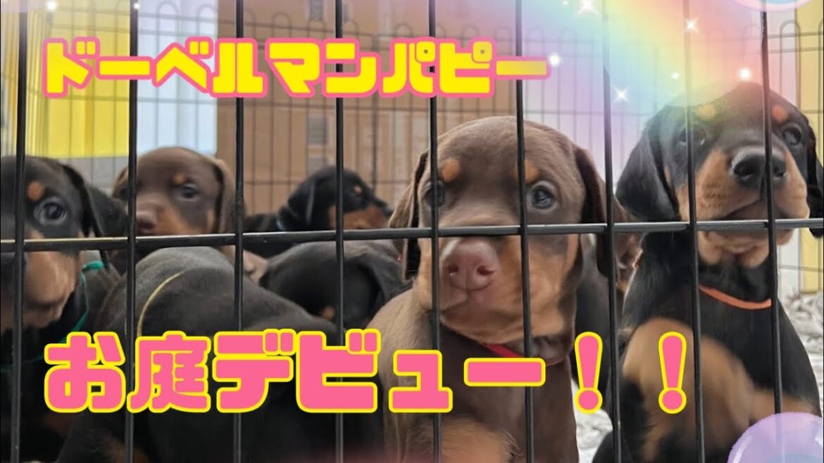 【お庭デビュー！！】ドーベルマンの仔犬達！