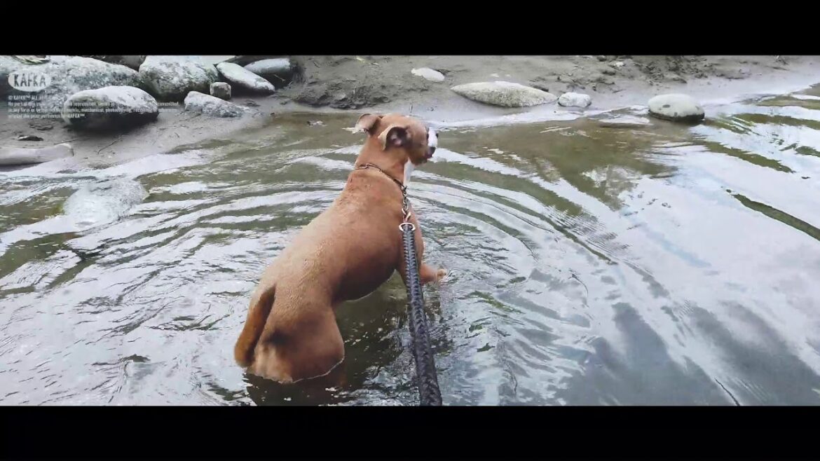 【犬が泳ぐ】犬を連れて川遊びは正解「アムスタッフのカフカ」