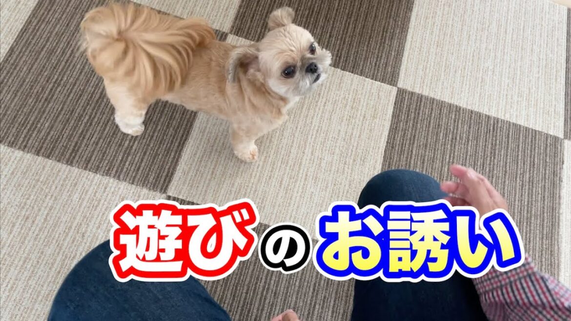 ねぇねぇ。豆三郎と遊ぼ♪ チワワ×シーズー