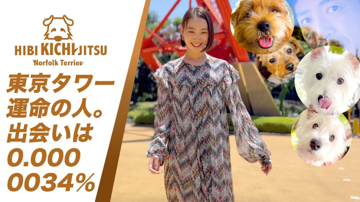 「うにときち」運命の出会いは 0.0000034% 東京タワーと青い空【 dog ノーフォークテリア norfolkterrier westie tokyotower】