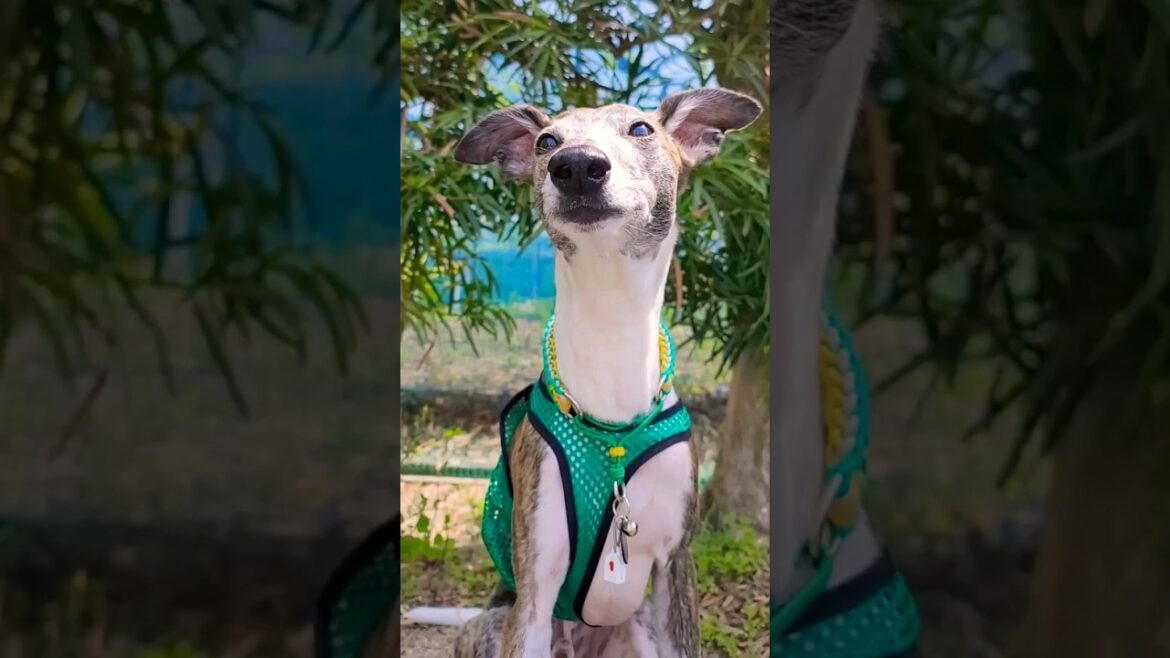 今日も元気にライオンキングごっこ🤣ウィペットのカイトおじさん🐶カックイ～🤩❕ Whippet Dog KAITO feat. LION KING🦁So Cool♥️FUKUOKA JAPAN🇯🇵