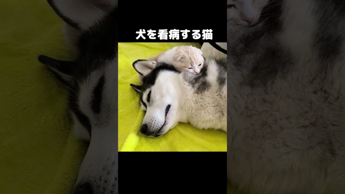 体調不良の犬を看病する猫がこちら...#shorts