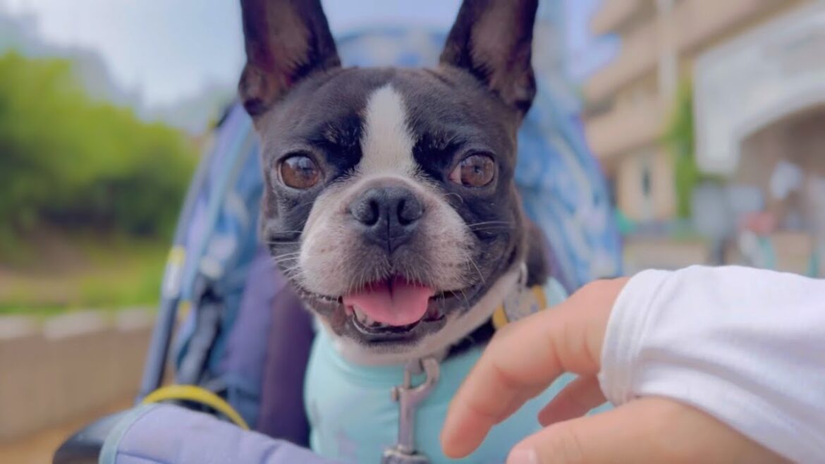 ボストンテリア4歳の日常〜妹と水路開き👙〜