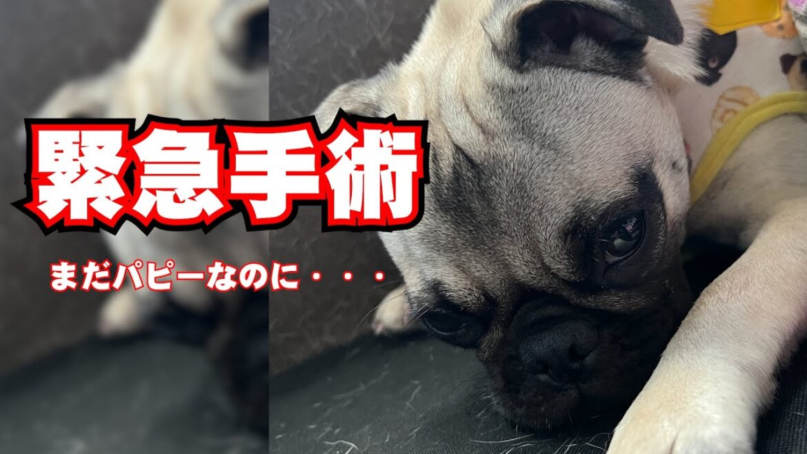 パグの仔犬が緊急手術になりました_pugたい子