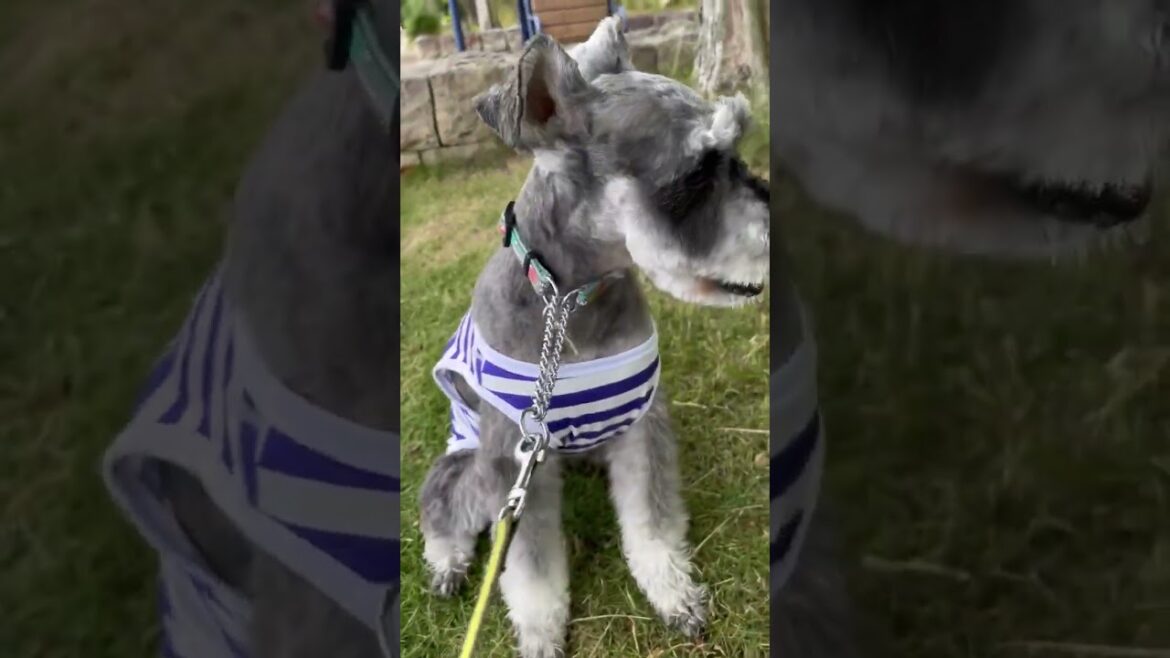 子熊みたいだった犬がトリミングで可愛くなりました！ミニチュアシュナウザーひじき