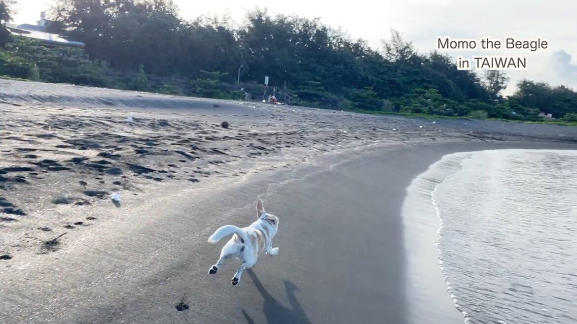 友達のいないビーグル犬モモ、ひとりで遊ぶのが楽しくてしかたない
