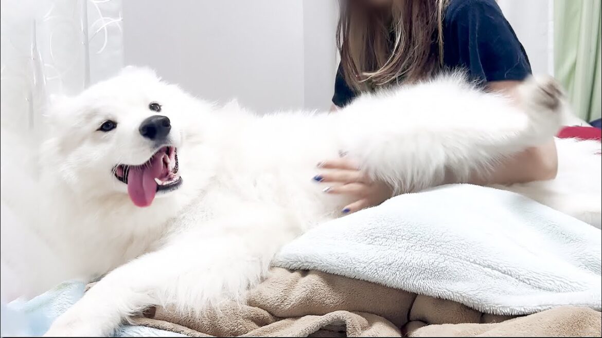 早朝5時から甘えん坊全開で寝起きのママに甘える犬【サモエド】