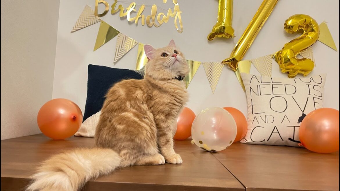 子猫の6ヶ月記念日を盛大にお祝いしてみた！【サイベリアン】