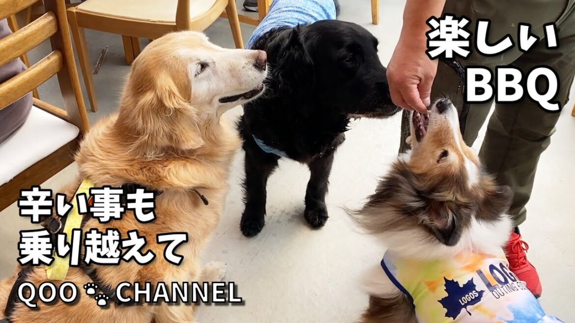 お友達と、久しぶりにBBQしてきました♪ 《シェルティ/ゴールデン》