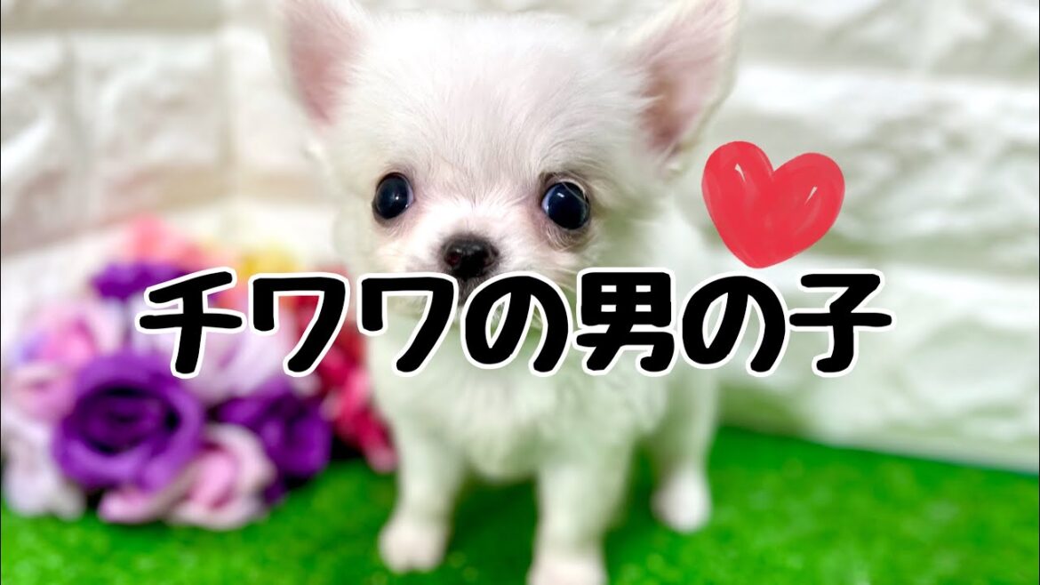 チワワの子犬　（平野瓜破）