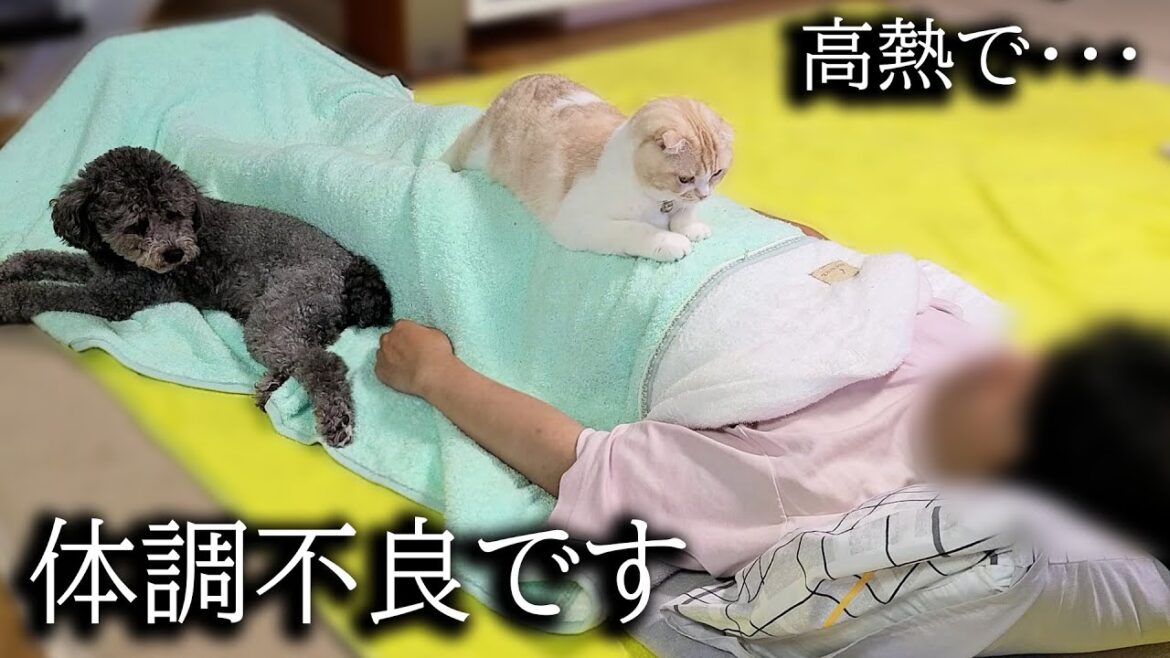 高熱で体調不良の飼い主を看病してくれる猫と犬が優しすぎた...