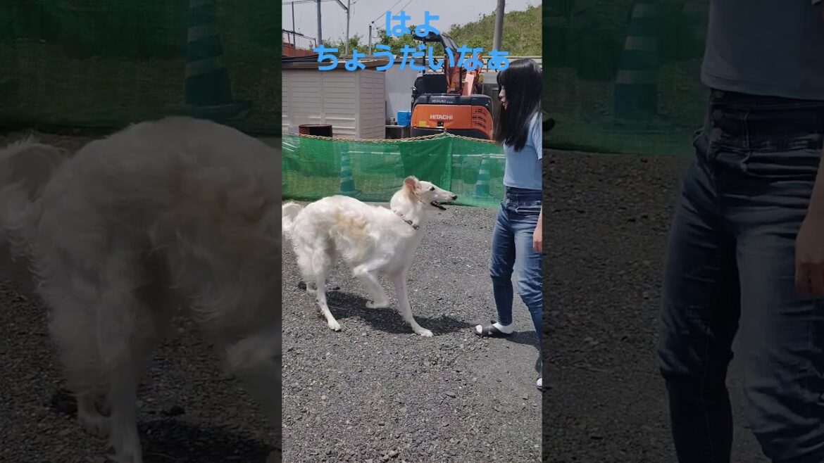 お気に入りのおもちゃで遊んでもらっているのに逃げていくボルゾイ🐶🎵😃　Borzoi running away from being played with his favorite toy.