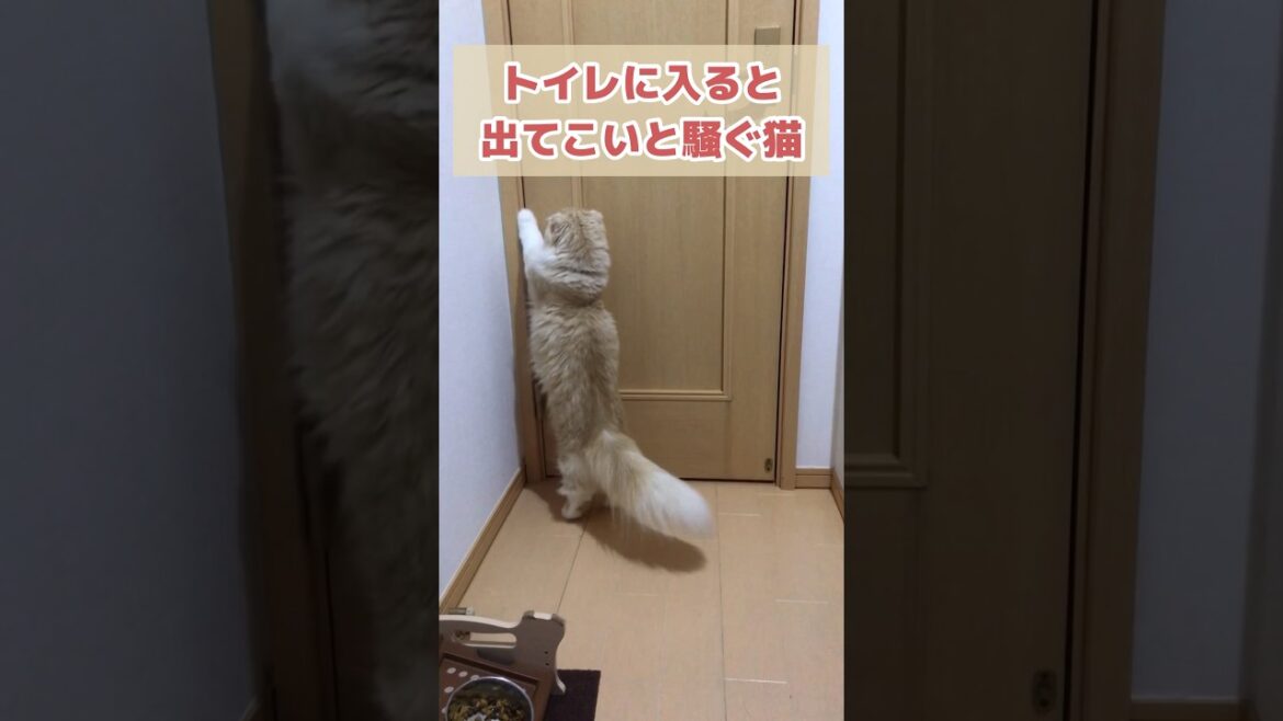 一心不乱にカシカシと騒ぐ猫 #shorts #猫 #スコティッシュフォールド