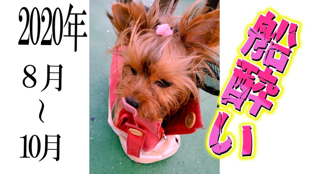 ヨークシャーテリアのキュートな小型犬