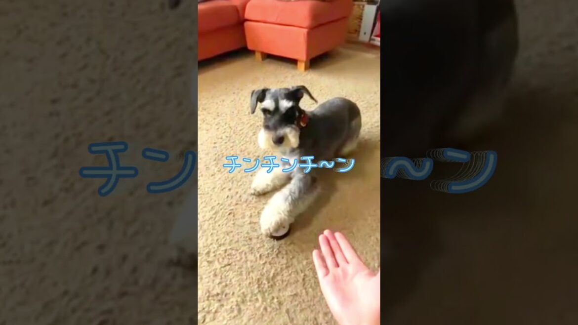 【 #shorts 】早くしてよぉー！