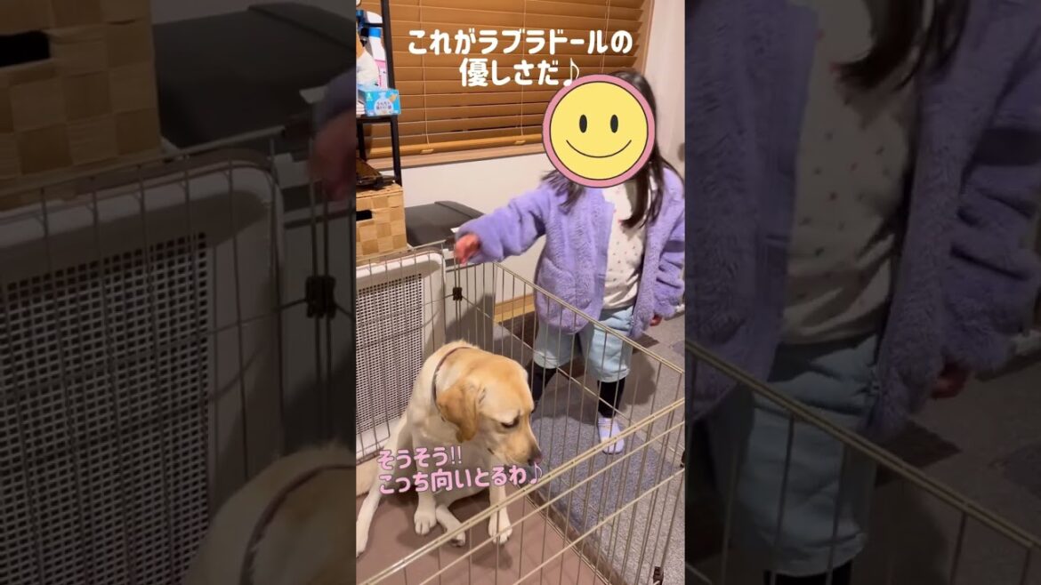 犬を触りたいけど、ちょっとだけ犬が怖い姪っ子の姿を見て、優しさを見せるラブラドールレトリバー♡ Now that's the kindness of a Labrador Retriever!