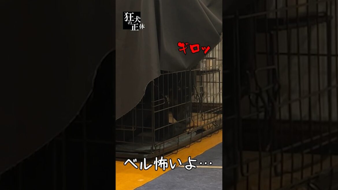 ドーベルマンの無言の圧力