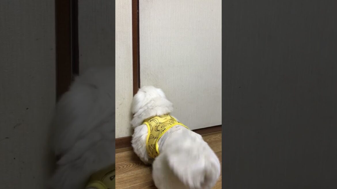 家族の帰りを喜ぶ愛犬❤︎ #ペキニーズ  #pekingese 家族の帰りを喜ぶ愛犬❤︎ #ペキニーズ  #pekingese