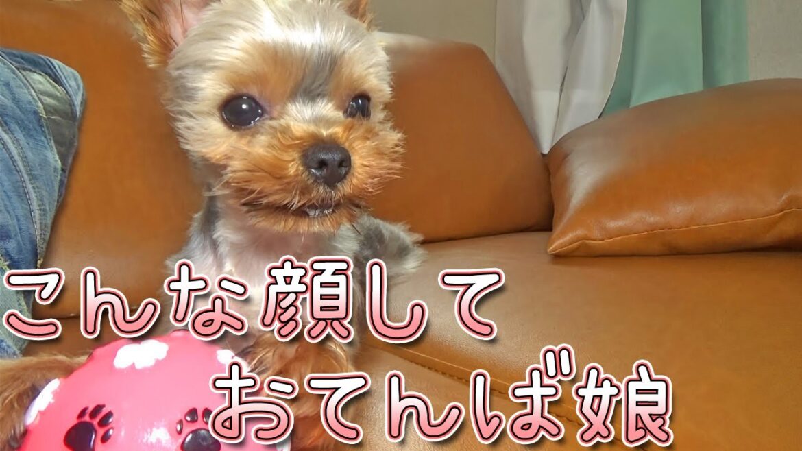 【ヨークシャテリア】可愛い顔しておてんば娘なヨークシャテリア【Yorkshire Terrier】