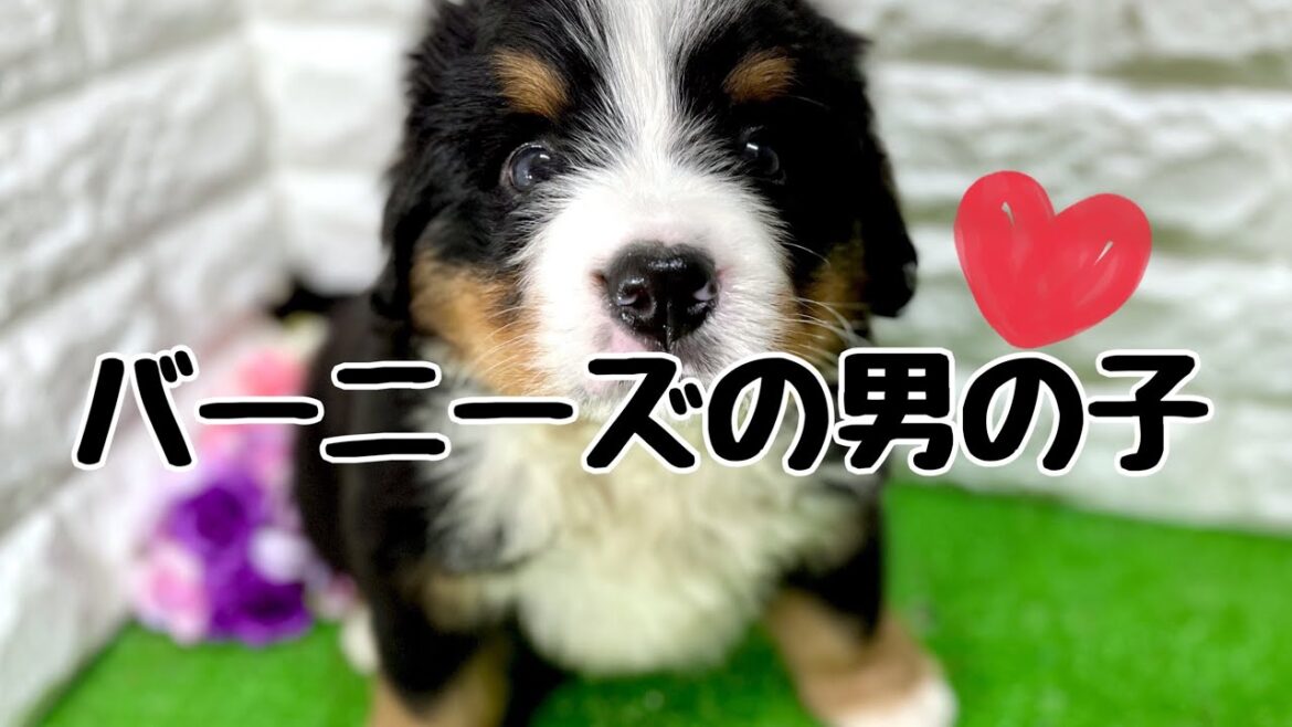 バーニーズマウンテンドッグの子犬　（平野瓜破）
