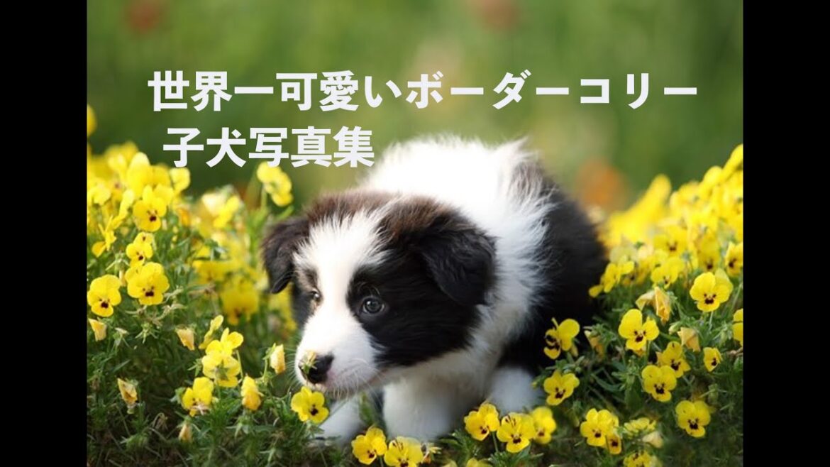 ボーダーコリーの子犬は世界一可愛い　十兵衛の写真集