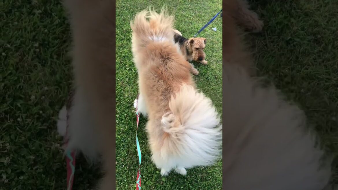 秋田犬の届かぬ想い💔One-side Love of Akita dog
