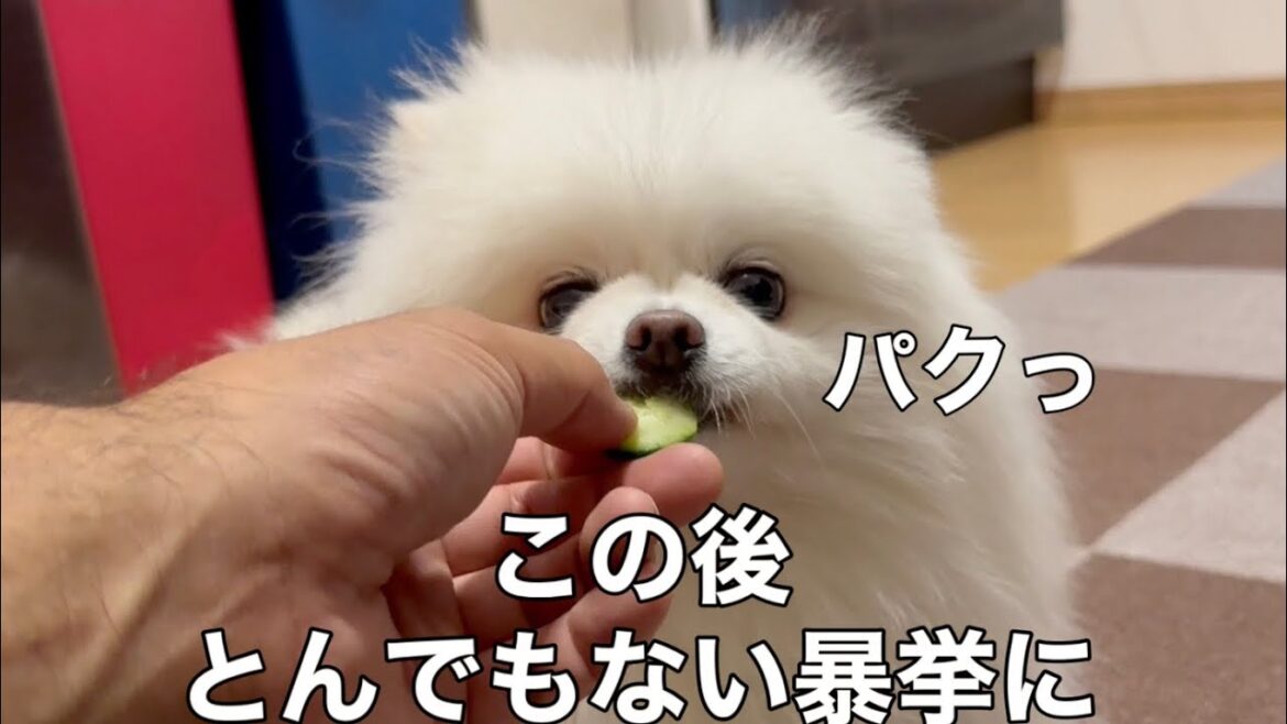 この世で一番大嫌いなきゅうりを食べたポメラニアンの行動が面白すぎた