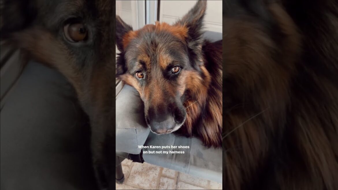 german shepherd dog #shorts #dog #puppy #trending
