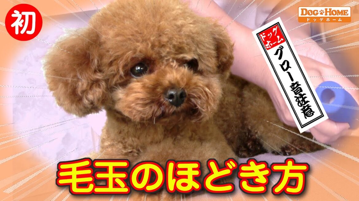 初来店：毛玉は切らずにこうほぐす・コミュニケーションの取り方・・大人しくて愛されている子【トイプードルのユズちゃんシャンプー編】　୨୧∵トリミング サロン DOG HOME ドッグホーム∵୨୧
