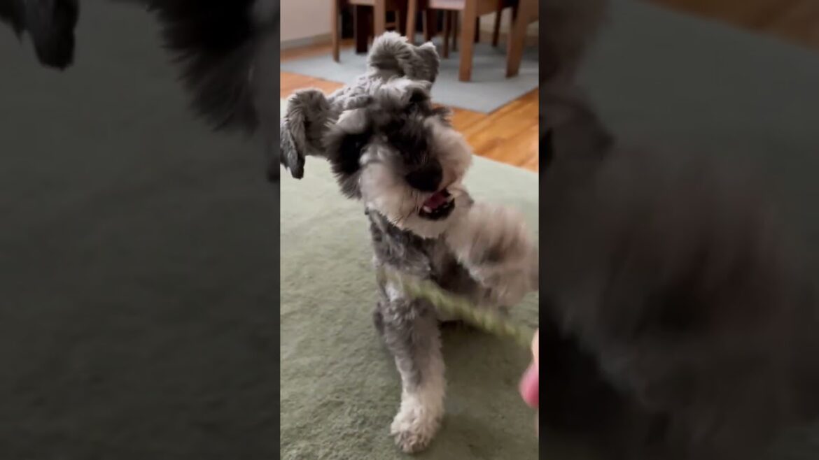 早くおやつあげないと飛びかかってくる犬。ミニチュアシュナウザーひじき