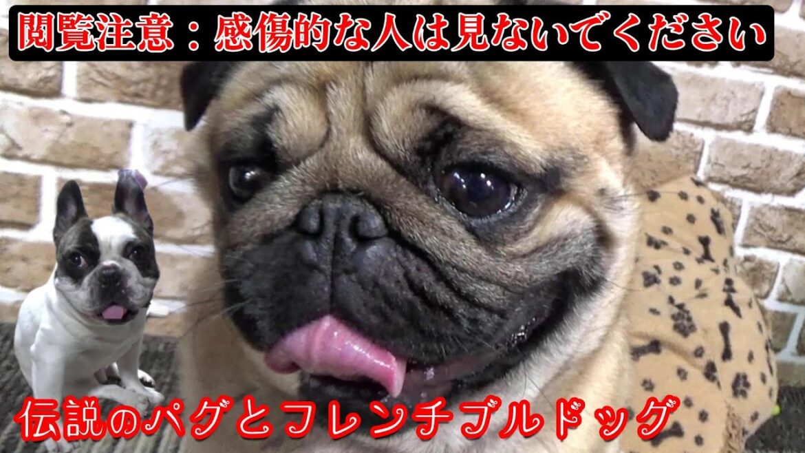 【閲覧注意】心労で瘦せ細ったママが登場します。でも、幸福な気分になれる動画です。フレンチブルドッグ『ぶーちゃん日記』