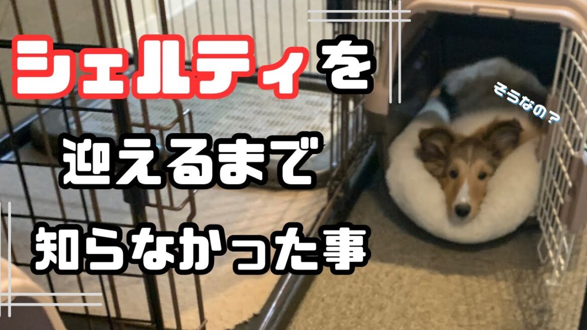 シェルティの子犬を迎えるまで知らなかった事って？？