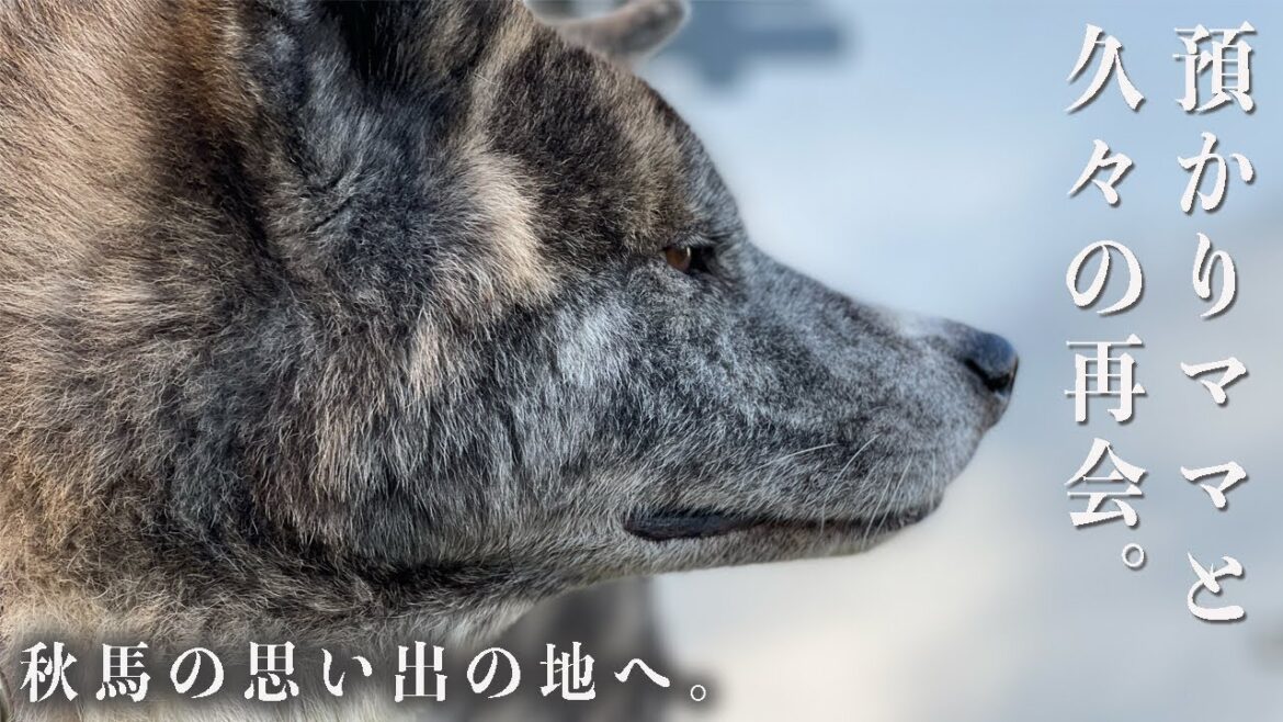 お見合いの日から早６年。保護犬時代を過ごした場所へ行ってきました。【秋田犬】【大型犬】【akita dog】