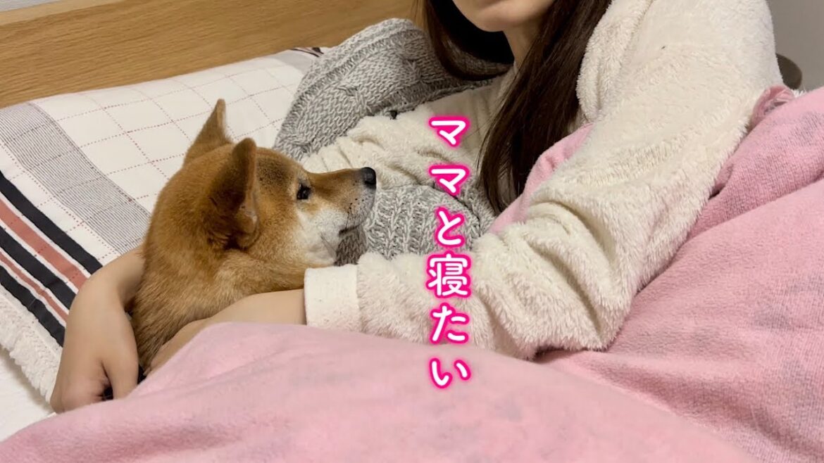 ママと寝たいと一歩も引かない柴犬が愛おしい