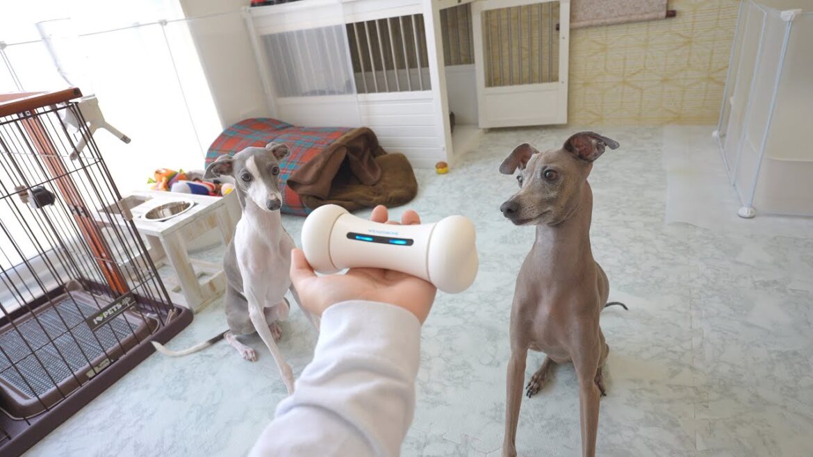 海外の犬のおもちゃが未来過ぎて凄すぎるんだがww【イタグレ】