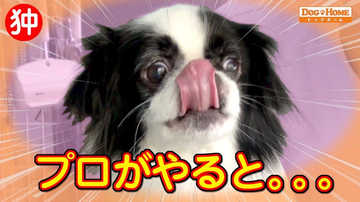 狆（ちん）のトリミング-ブローと爪切り：色々興味ありでキョロキョロ動く子のケア　【マヤちゃん出演】　୨୧∵トリミング サロン DOG HOME ドッグホーム∵୨୧