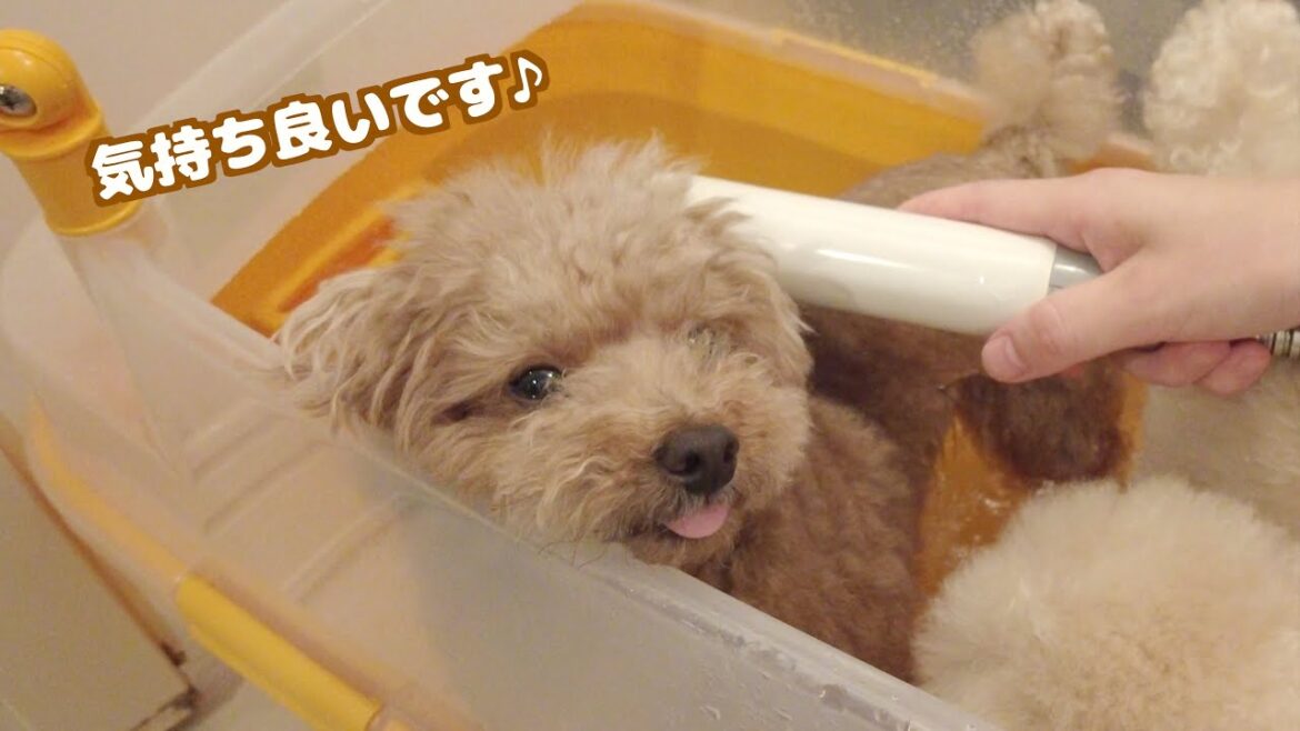 久々のお家お風呂で気持ちよくて寝そうになっちゃう兄犬がこちら