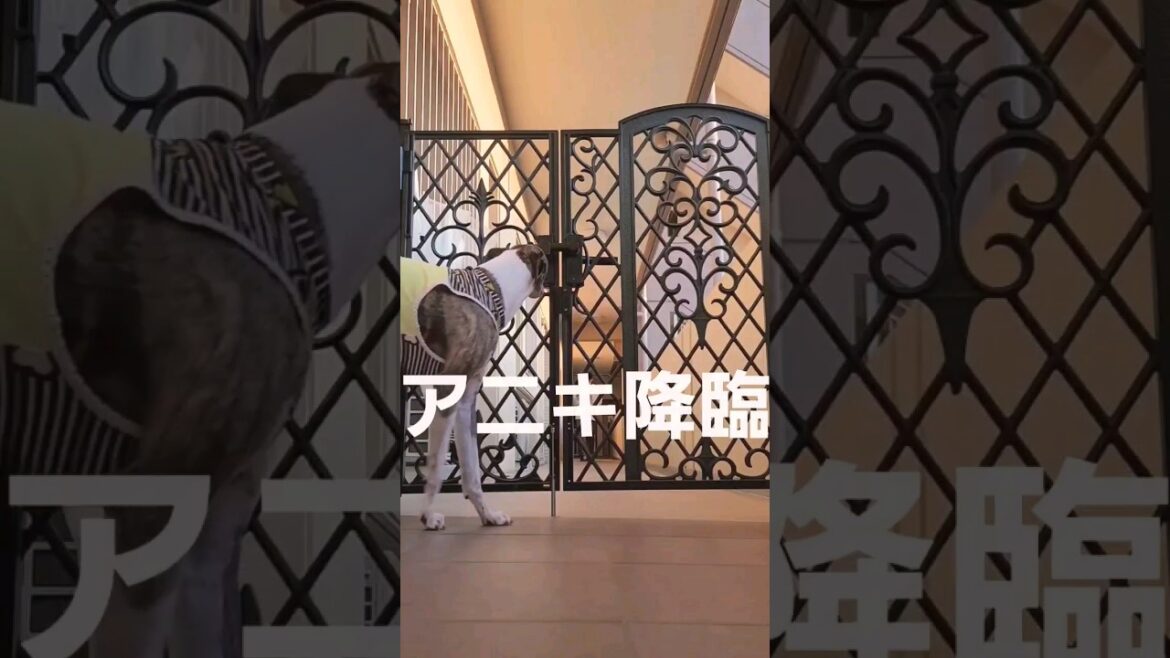 アニキ降臨。狼狽えるイッヌ。ウィペットのカイトちゃん。おりこうや。 Whippet Dog KAITO Brother Pleasure FUKUOKA JAPAN.