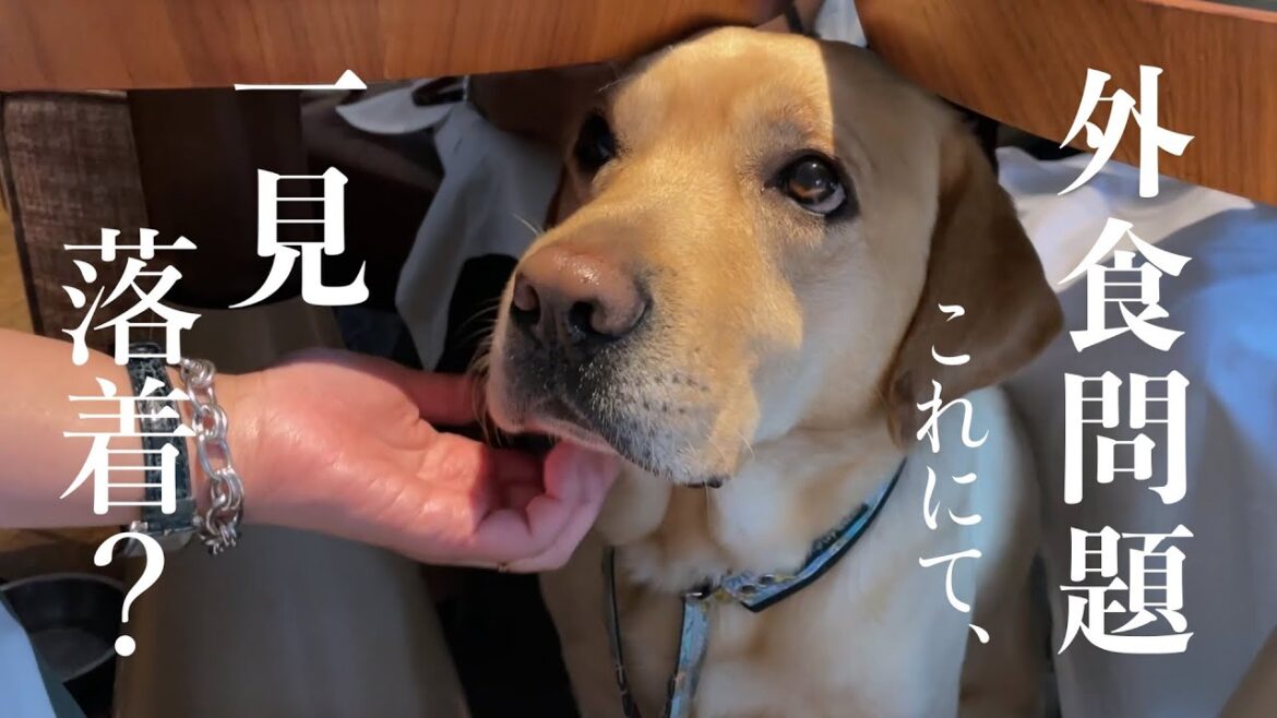 大型犬との外食、皆どうしてる？【ラブラドール レトリバー】