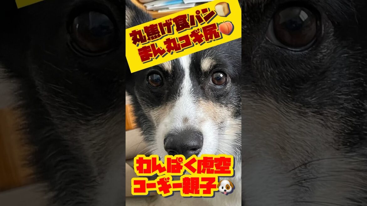 黒 #コーギー の #丸焦げ食パン  | #旅コギコギ部 #corgi #Shorts