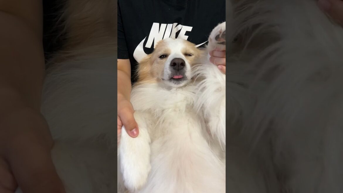 犬とジャンボリーミッキー踊ってみたら可愛すぎた、、【ゴールデンレトリバー ･ ボーダーコリー】#shorts