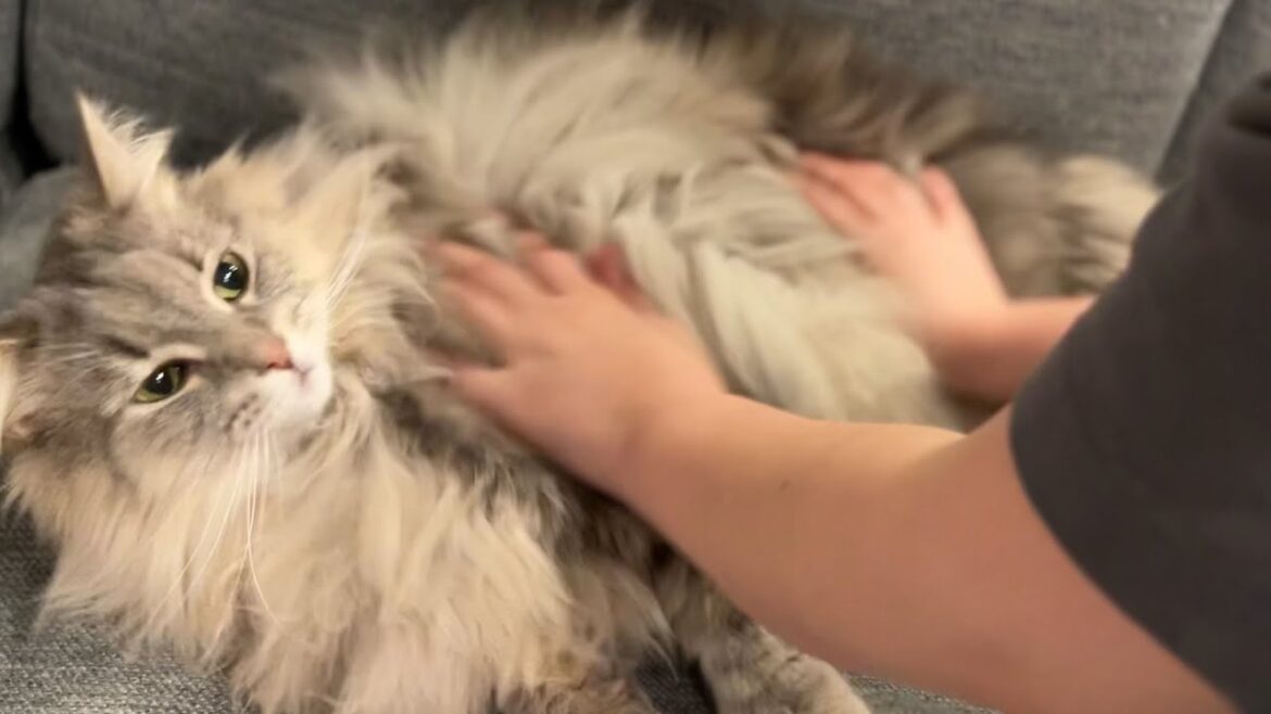 猫をこねます　ノルウェージャンフォレストキャット