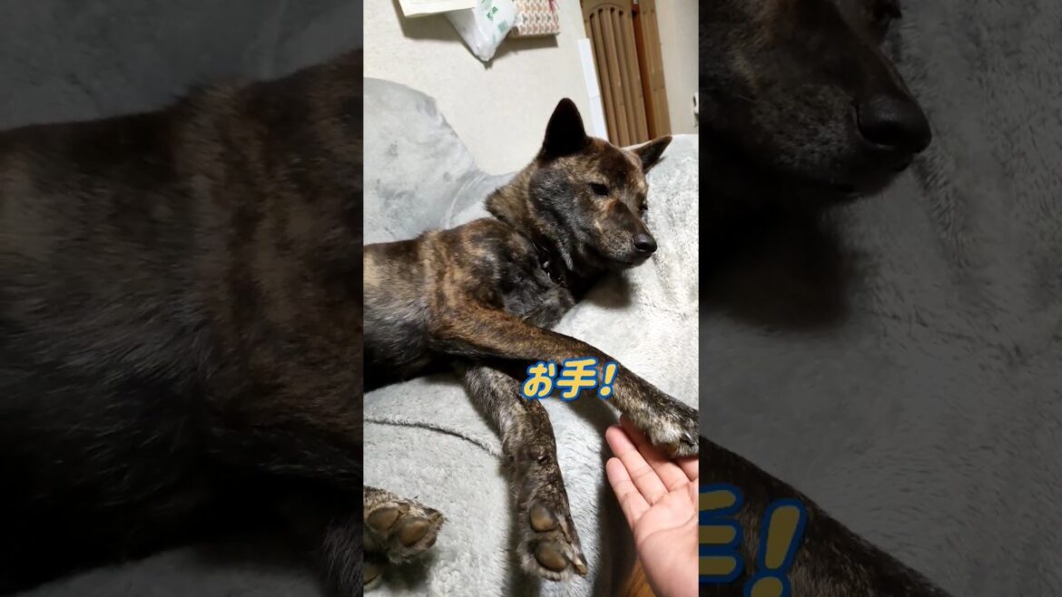 【甲斐犬 mix ハル】寝ながらお手をする犬と、面倒くさがられる父